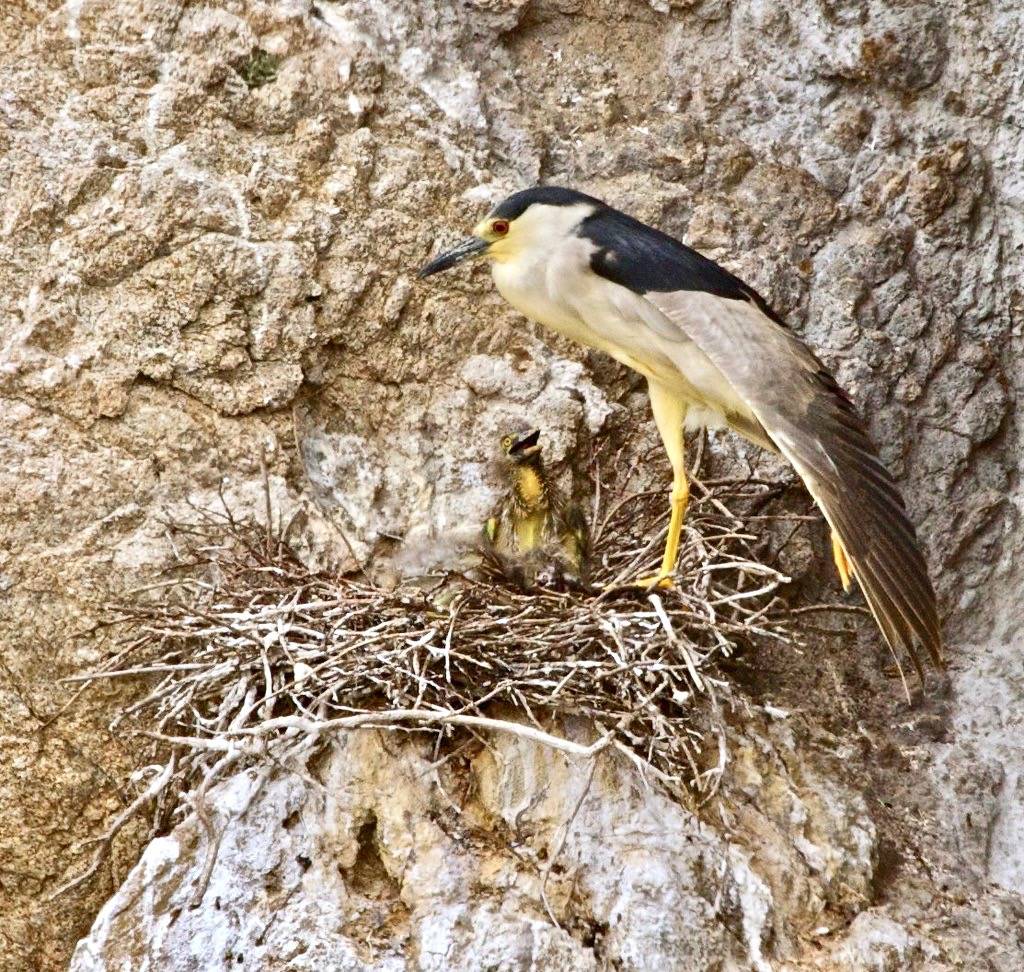 Black-crowned Night Heron by flythebirdpath > > > is licensed under CC BY-NC 2.0